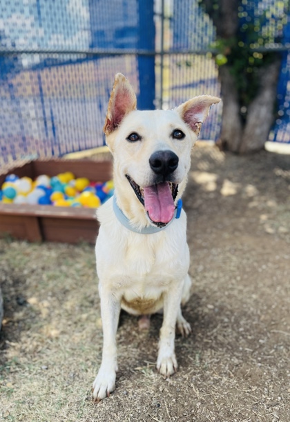 Toby, a Labrador Retriever, available for adoption