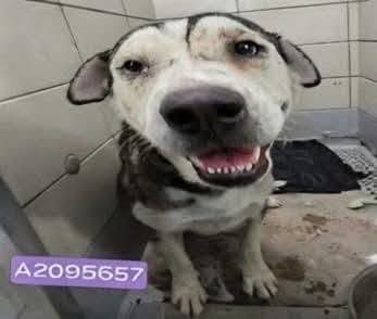 Lester, a Husky (mix breed), available for adoption