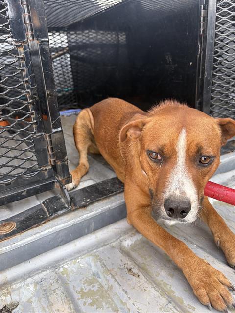 Archie, a Pit Bull Terrier (mix breed), available for adoption
