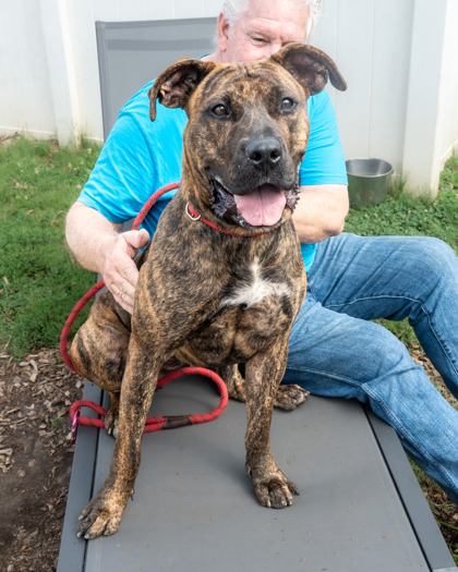 Burma, a Pit Bull Terrier (mix breed), available for adoption