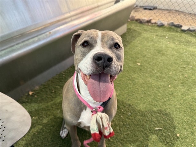 Remi, a Bullmastiff (mix breed), available for adoption