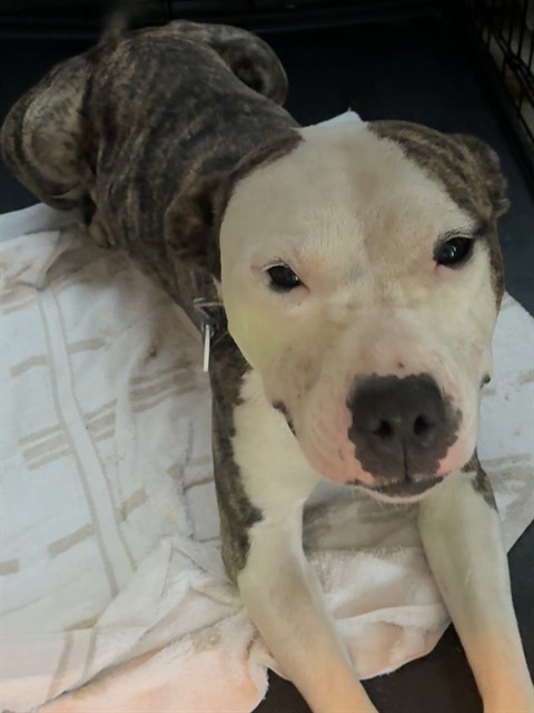 Toya, a Pit Bull Terrier (mix breed), available for adoption