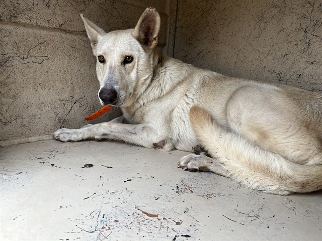 A480585, a German Shepherd (mix breed), available for adoption