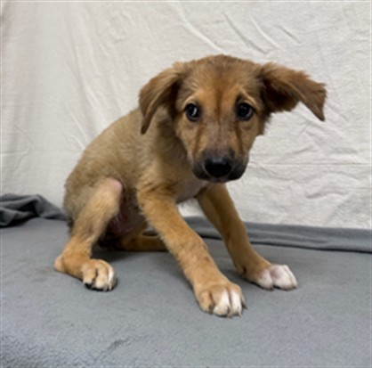 Rochelle, a German Shepherd, available for adoption
