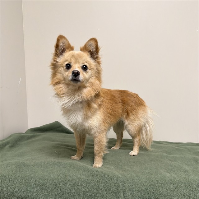 Ace, a Pomeranian, available for adoption