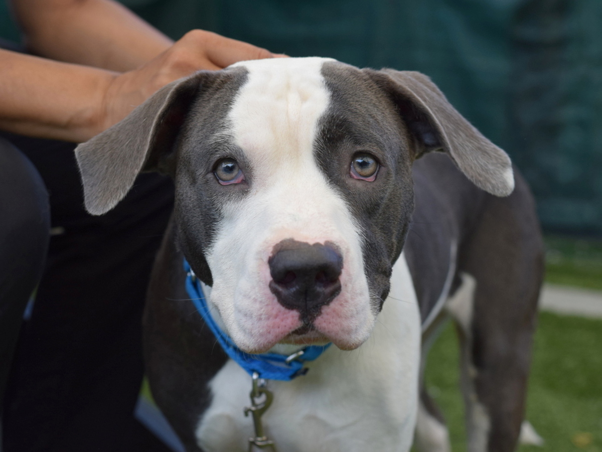 Marco, a American Staffordshire Terrier, available for adoption