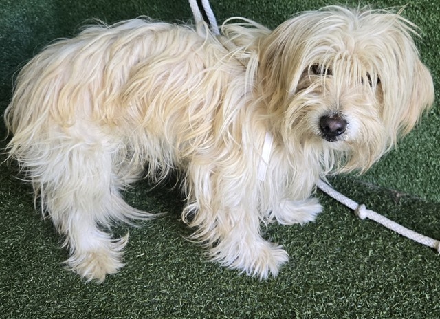 Max, a Maltese, available for adoption