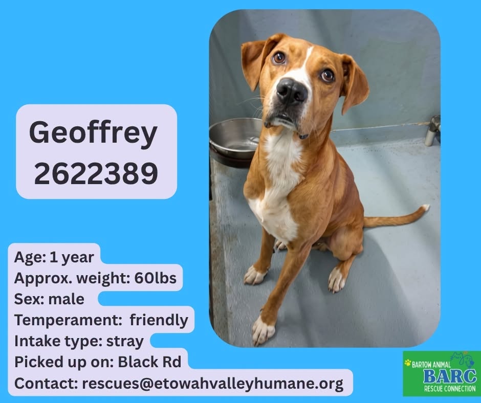 Geoffrey, a Retriever, available for adoption