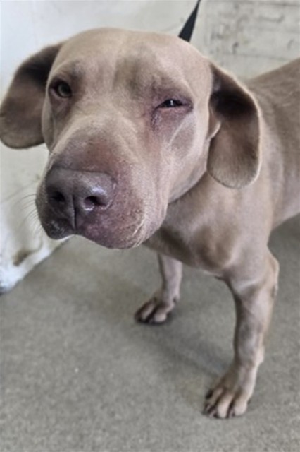 Kenna, a Pit Bull Terrier, available for adoption