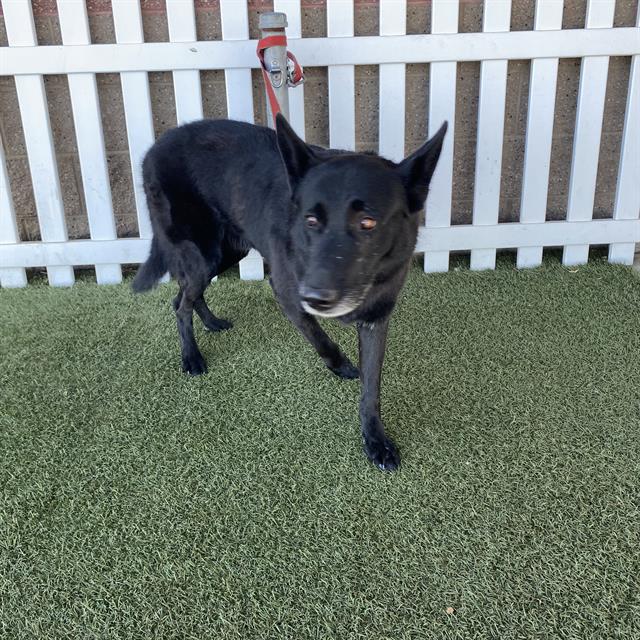 Blacky, a German Shepherd, available for adoption