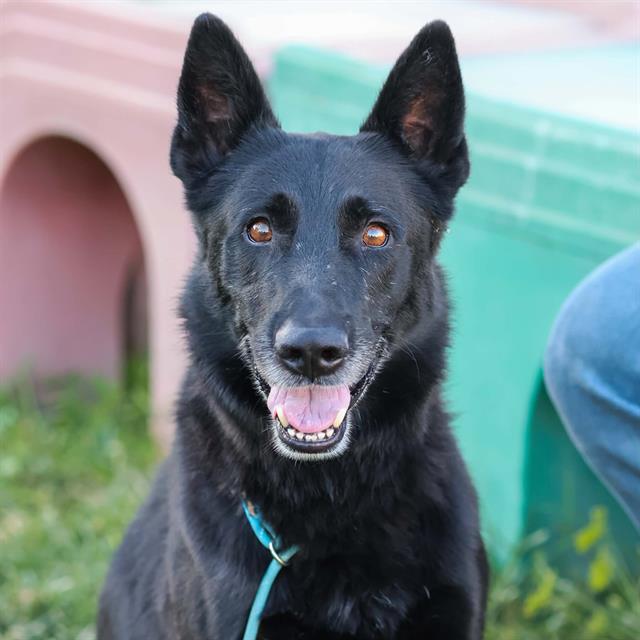 Blacky, a German Shepherd, available for adoption