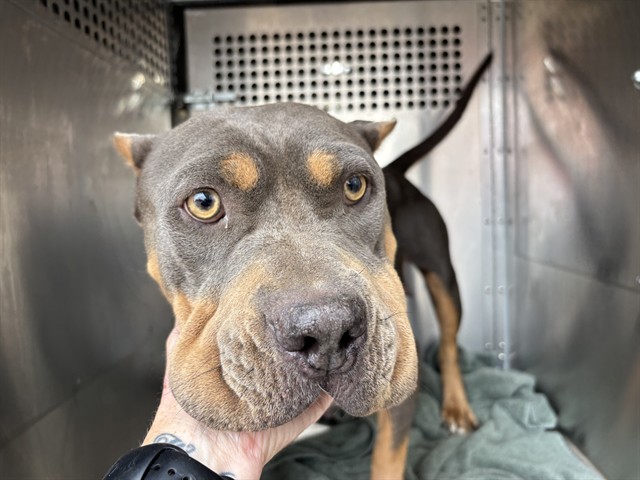 A481358, a Pit Bull Terrier (mix breed), available for adoption