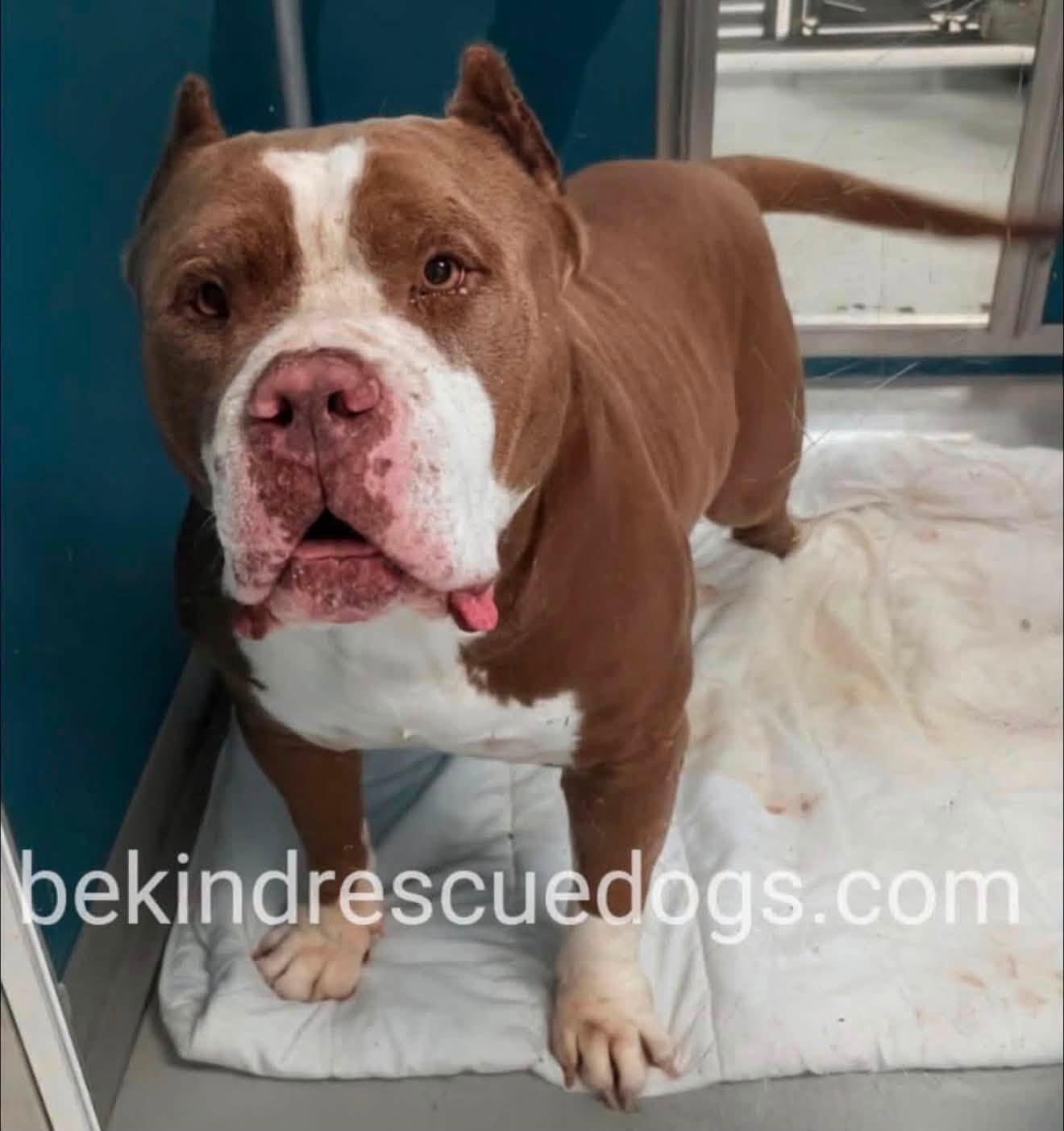 A481175, a Pit Bull Terrier, available for adoption