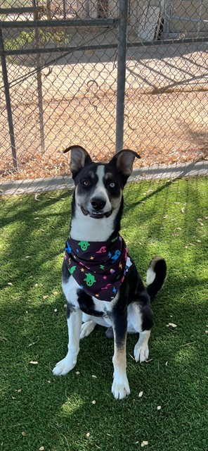 Spike, a Siberian Husky, available for adoption