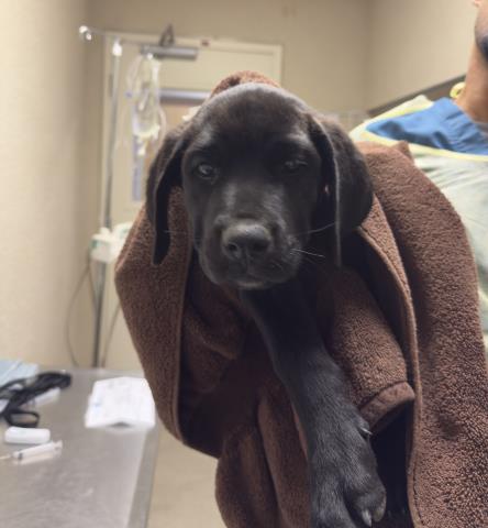 Phoebe, a Cane Corso Mastiff, available for adoption