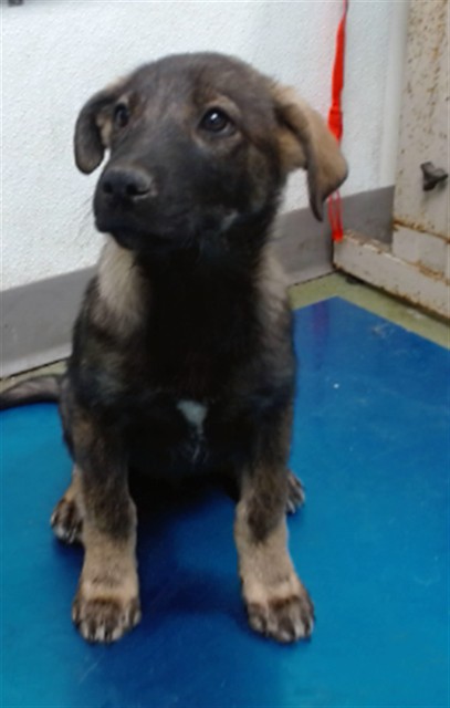 Doc, a Shepherd, available for adoption