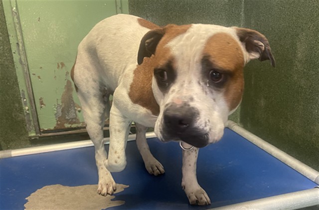 Bella, a Bullmastiff, available for adoption