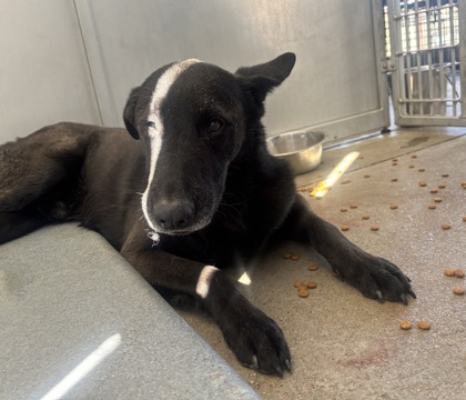 Batman, a Shepherd, available for adoption