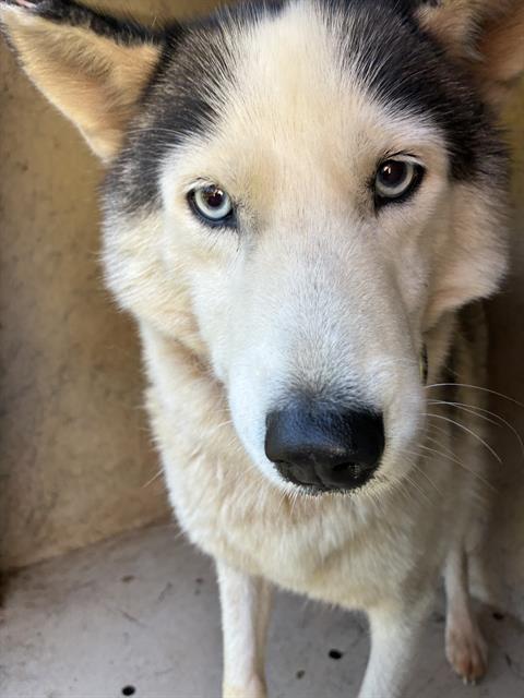 A481725, a Siberian Husky (mix breed), available for adoption