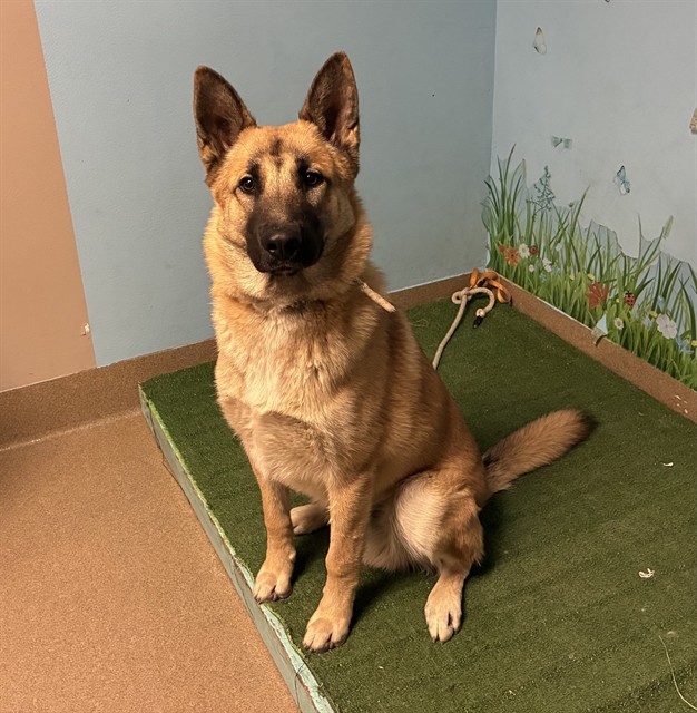 Sunny, a German Shepherd, available for adoption
