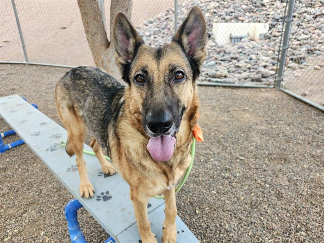 Pumpkin, a German Shepherd (mix breed), available for adoption