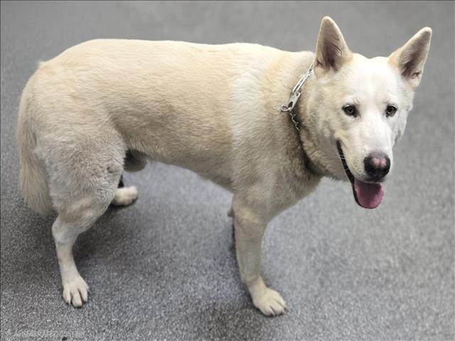 Bronson, a Siberian Husky, available for adoption
