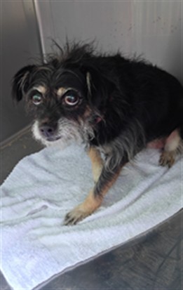 Princess, a Terrier, available for adoption