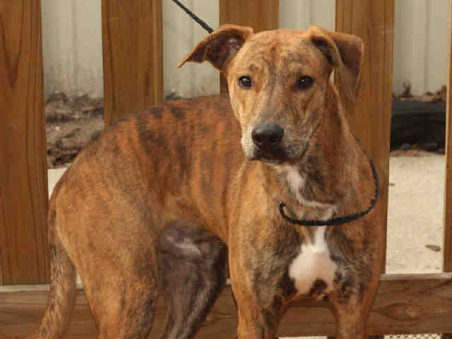 Main Photo of this Dog