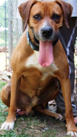 Other Photos of thie Dog