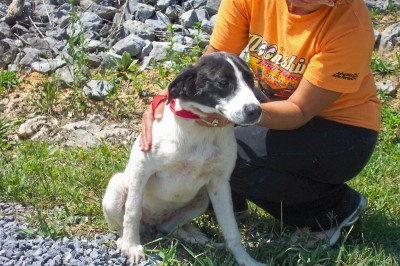 Other Photos of thie Dog