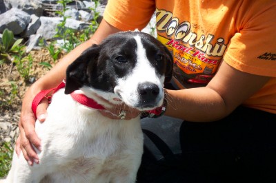 Other Photos of thie Dog