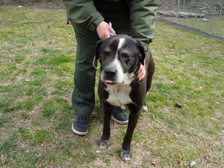 Other Photos of thie Dog