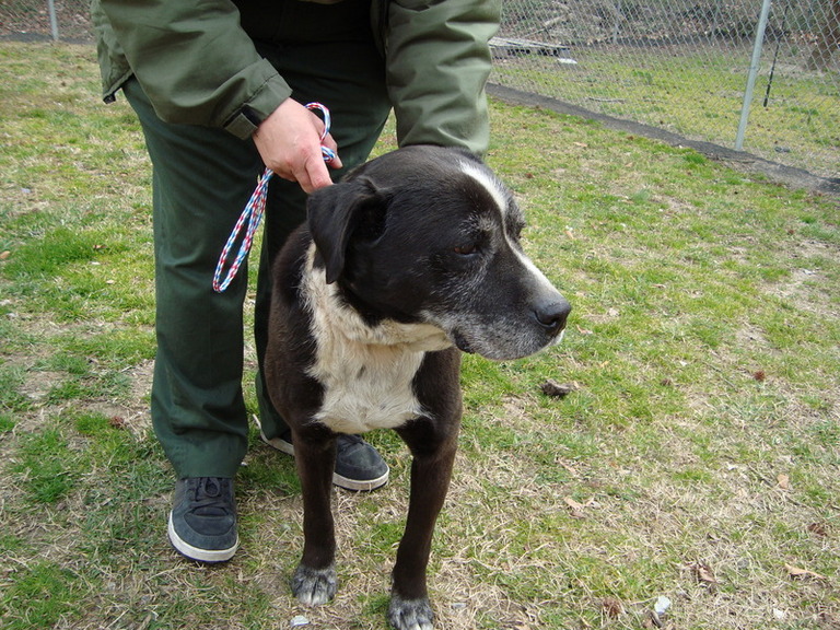 Other Photos of thie Dog