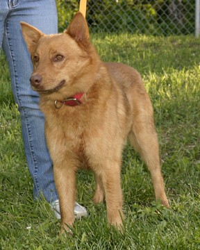 Other Photos of thie Dog