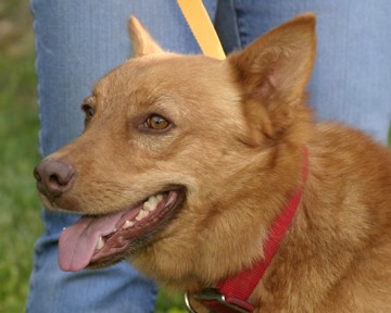 Other Photos of thie Dog