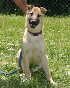 Other Photos of thie Dog