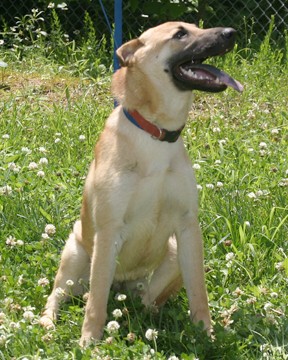 Other Photos of thie Dog