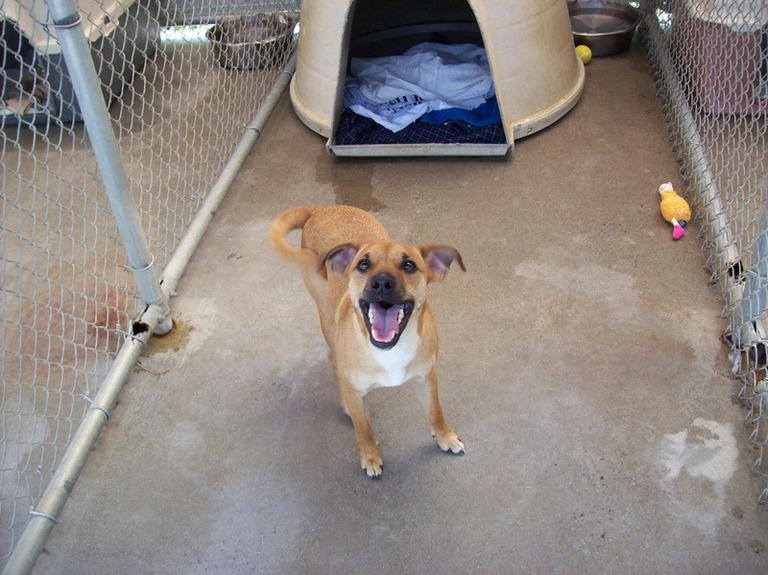 Other Photos of thie Dog