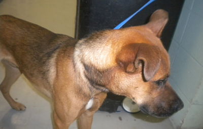 Other Photos of thie Dog