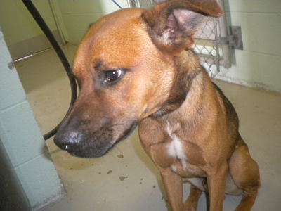 Other Photos of thie Dog