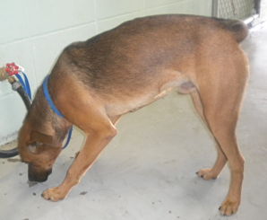 Other Photos of thie Dog