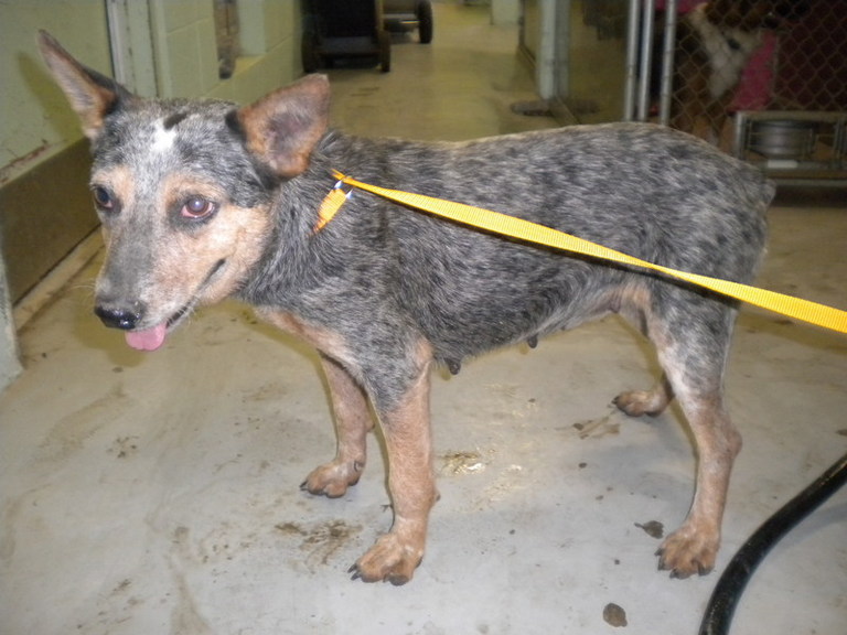 Other Photos of thie Dog