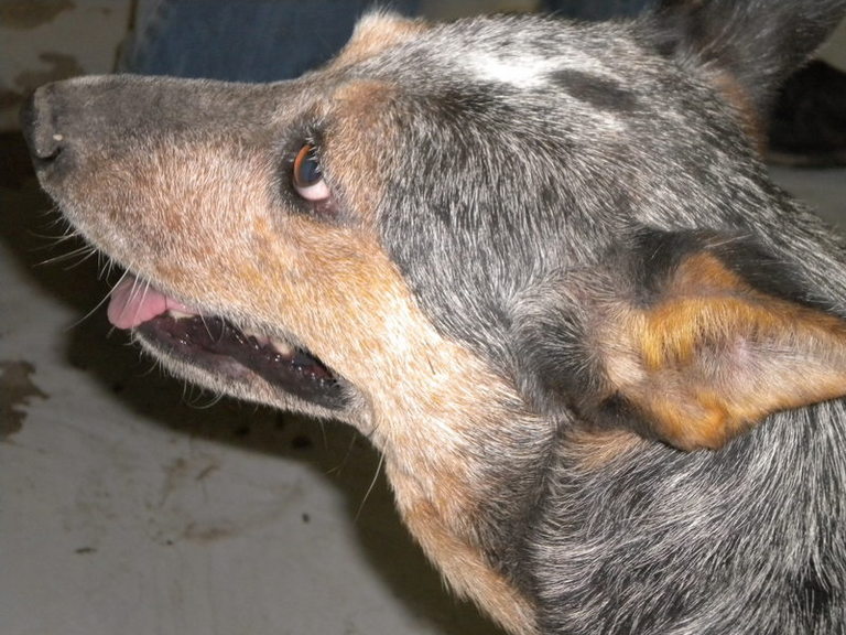 Other Photos of thie Dog