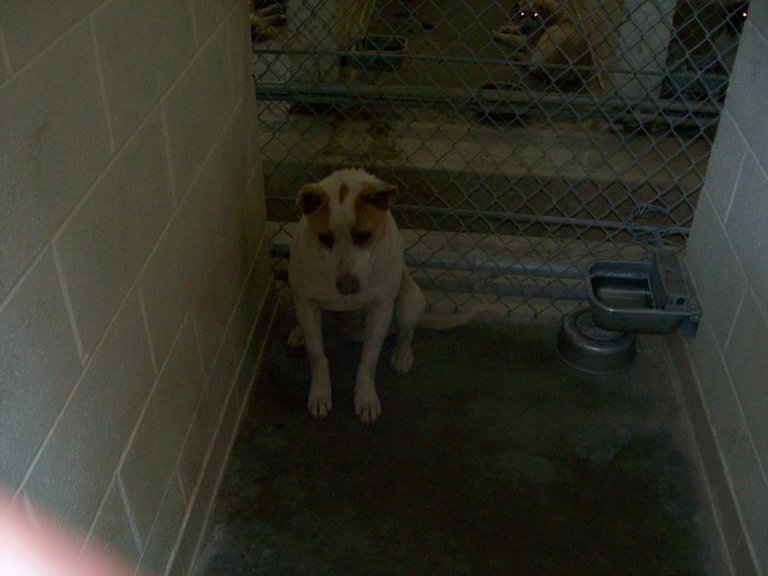 Other Photos of thie Dog