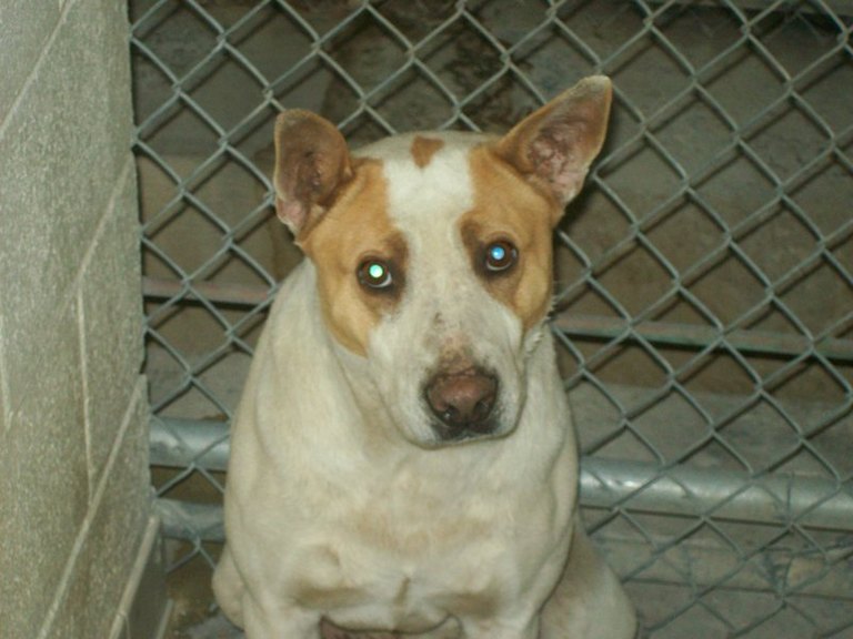 Other Photos of thie Dog