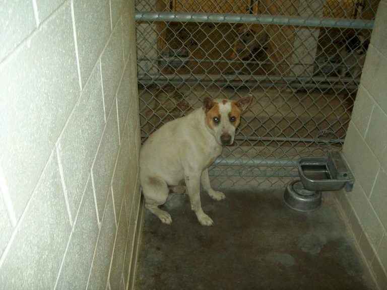 Other Photos of thie Dog