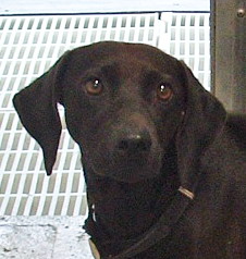 Other Photos of thie Dog