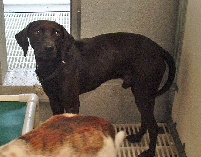 Other Photos of thie Dog