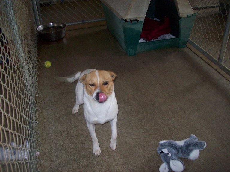 Other Photos of thie Dog