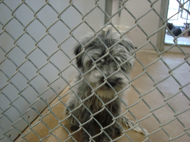 Other Photos of thie Dog